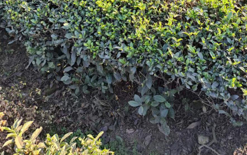 电子游戏试玩入口